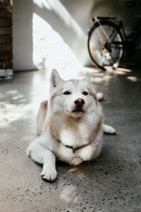 Huski Siberiano blanco cruzado de Lobo Blanco de José Ángel